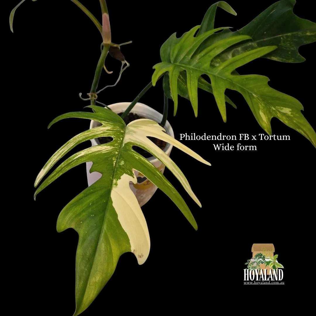 ⛄ Philodendron Florida Beauty X Tortum Wide Form — Hoyaland Rare